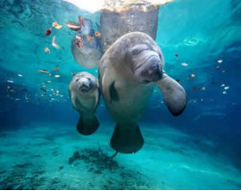 Swim with Manatees at Crystal River